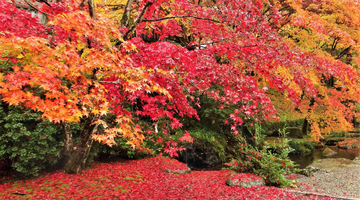 Beautiful autumn scenery with red and yellow leaves